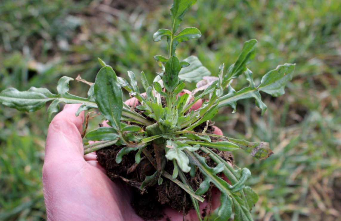 Chaber bławatek zimuje w formie mocnej rozety z silnym korzeniem. Jest niebezpieczny zarówno w rzepaku ozimym, jak i jarym. Dobrze rozwija się na wszystkich typach gleb, dorasta do 1 m wysokości, ale w rzepaku góruje nad łanem roślin