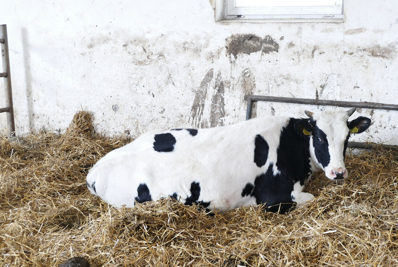 Im więc szybciej krowa metabolicznie wróci do zdrowia po porodzie, tym szybciej się zacieli