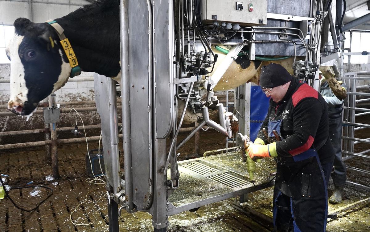 Szybkie unieruchamianie krowy w hydraulicznym poskromie oraz praca dwóch operatorów ze szlifierkami kątowymi skraca czas korekcji do 4 minut na krowę