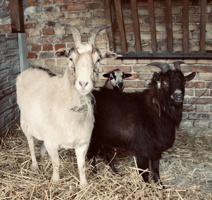 Koza Maryśka i kozioł Gucio, a w tle jedna z owieczek. Ta trójka już wygląda dzieciarni, która lada moment się zbiegnie