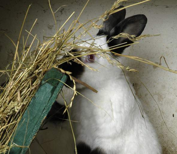 Siano czy susz umieszczone na drabinkach dostarczają królikom niezbędnego dla nich włókna surowego