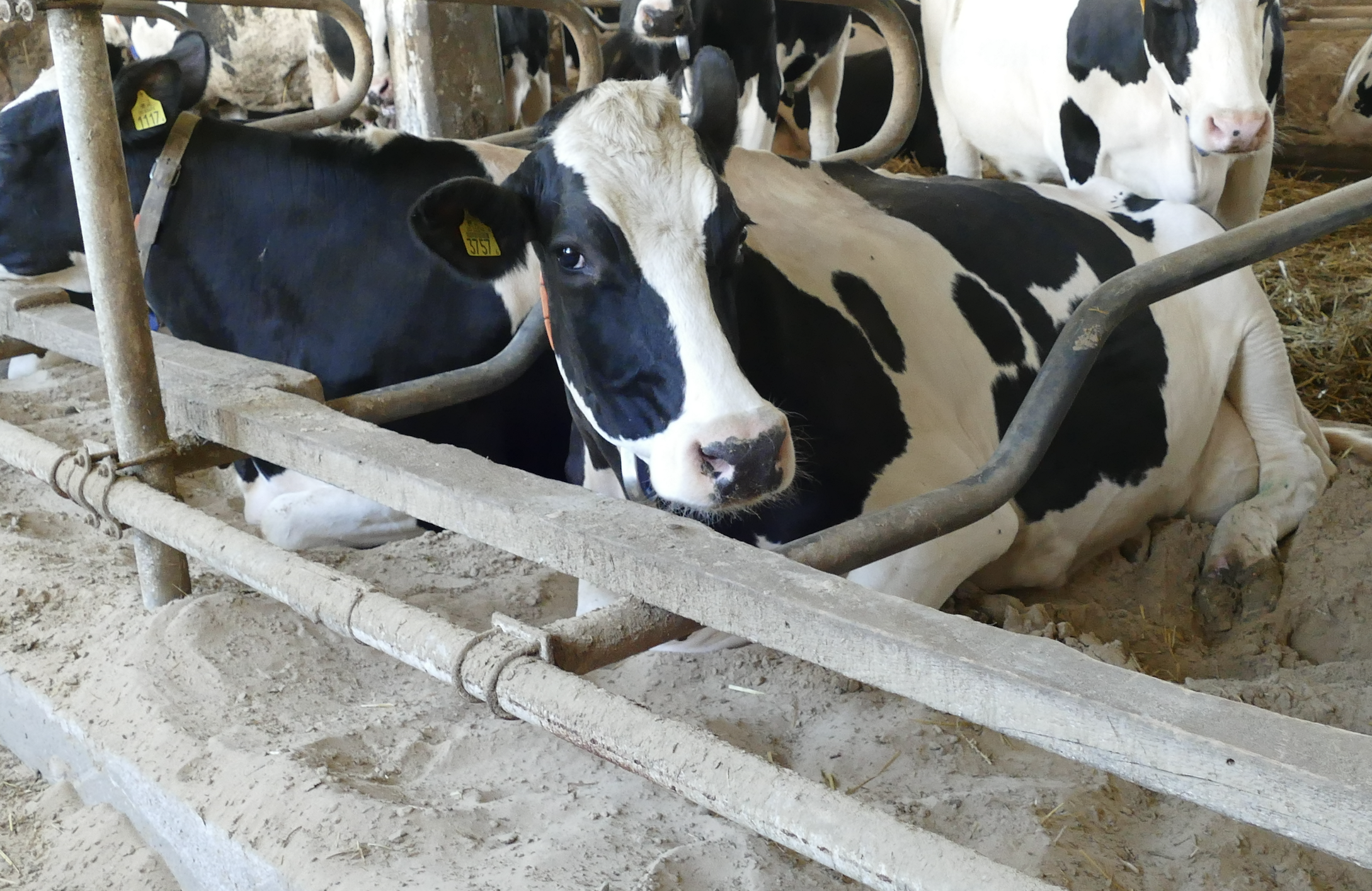Krowy dojne odpoczywają na wygodnych legowskach z regularnie dezynfekowanym piaskiem