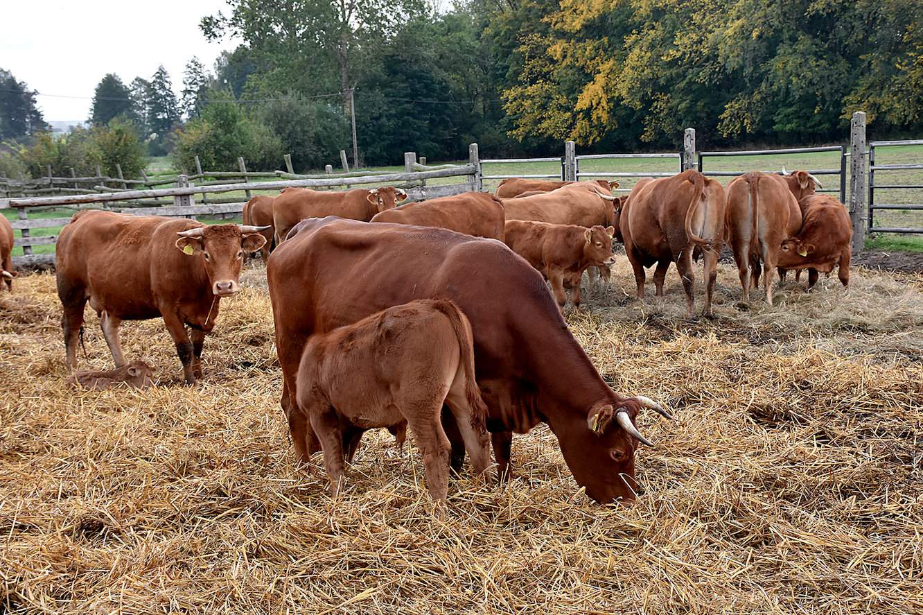 Krowy z cielętami korzystają ze ścielonego okólnika, który przylega do obory wolnostanowiskowej o lekkiej drewnianej konstrukcji, w oborze wyodrębniono również sektory dla odsadzonych buhajów i jałówek