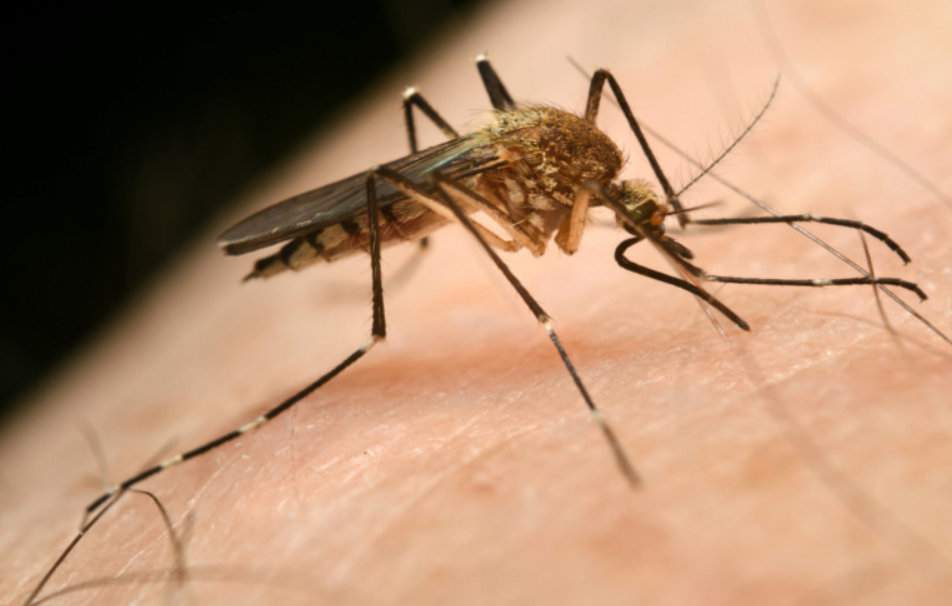 W najnowszych doniesieniach chińscy naukowcy informują, że nie wykryli  wirusa ASF w organizmach przebadanych komarów