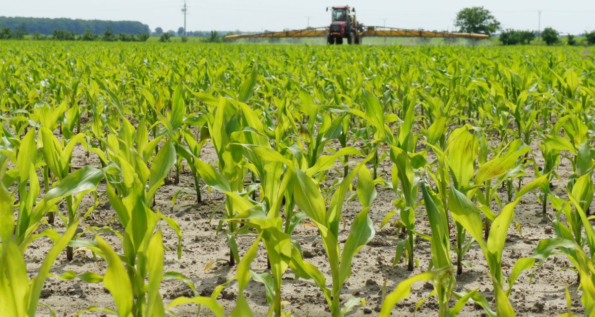 Pierwiastkiem mocno poprawiającym efektywność azotu w nawożeniu kukurydzy jest cynk. Warto wykorzystać tę synergię, ale zadziała pod warunkiem wczesnej aplikacji cynku, jeżeli dolistnie to w fazie 3–5 liści kukurydzy