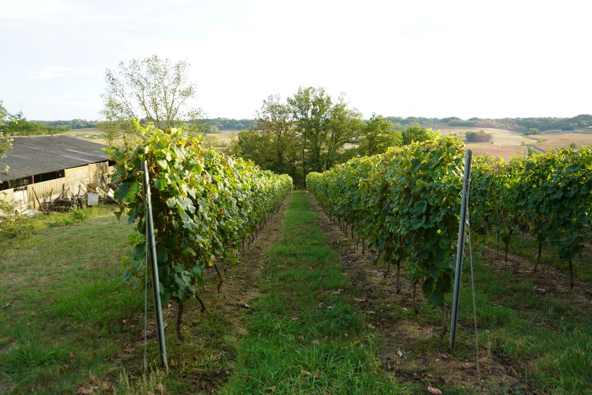 W strukturze farmy „La ferme des Vallons” 27 ha zajmuje winnica. Wiceprezesem Spółdzielni Winiarzy Tursan jest nie kto inny tylko Benoit Laborde. Warto dodać, że to jedna z wielu winnic AOC Tursan z departamentów Landes i Gersc, która może używać oficjalnej etykiety kontrolowanej nazwy pochodzenia wina Tursan