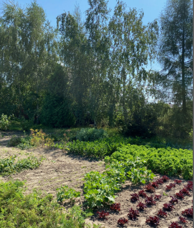 Warzywna część ogrodu ma w tle brzozy, z których Fartuszyńscy chcą zbierać sok