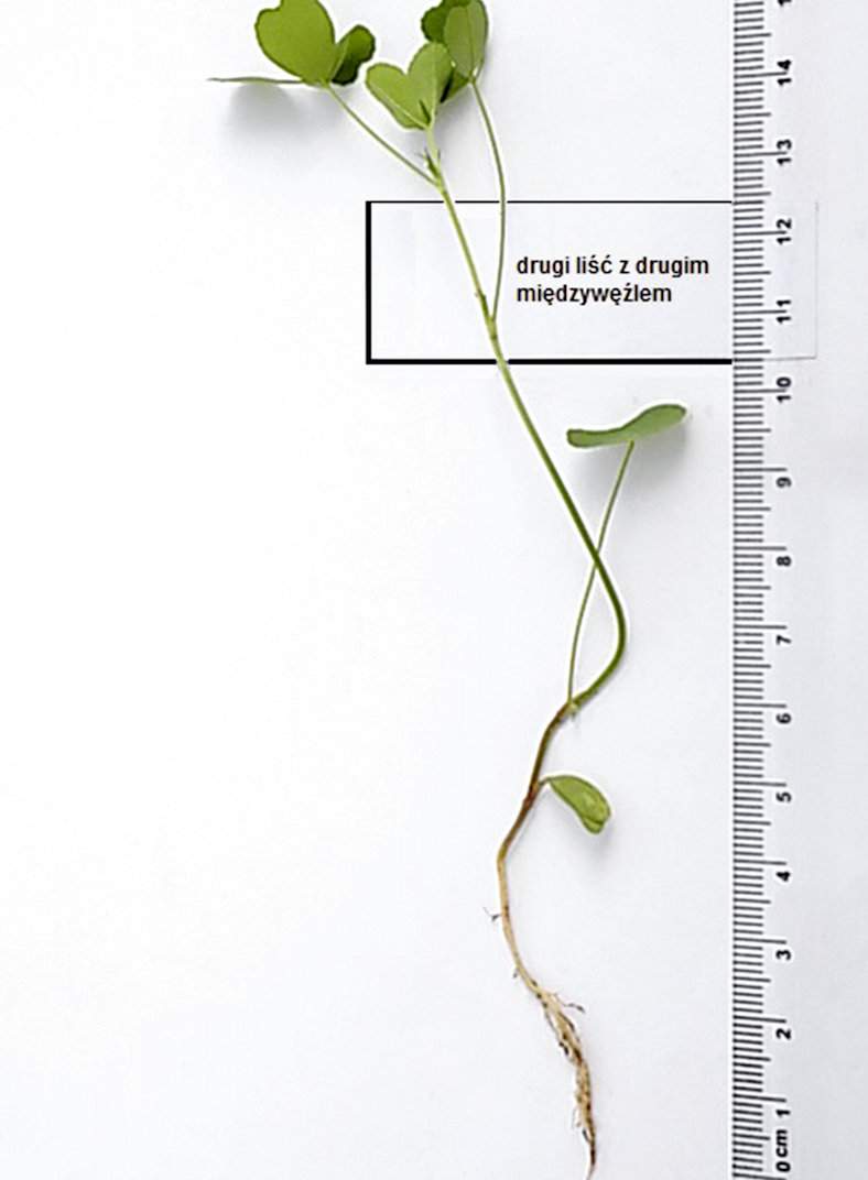 Siewka w fazie trzech liści trójlistkowych (osiąga wysokość 11–13 cm licząc międzywęźla)