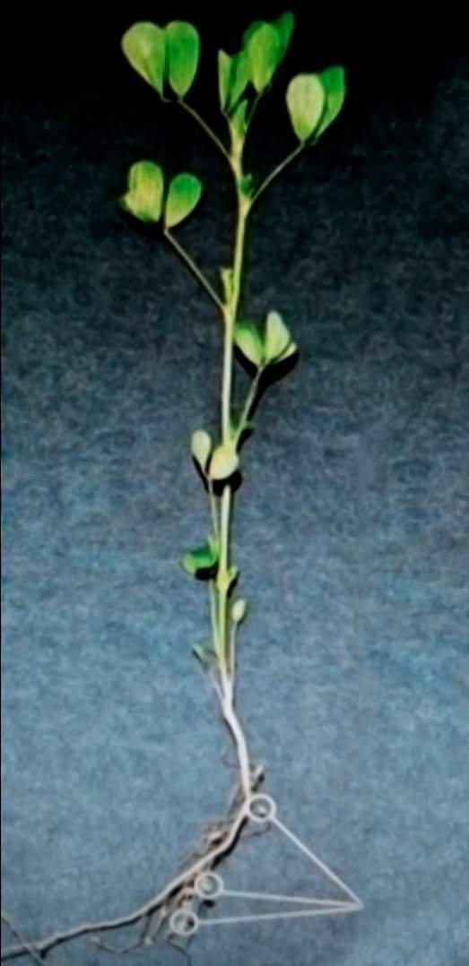 Brodawki bakteryjne na korzeniach lucerny 7–8 tygodni po zasiewie