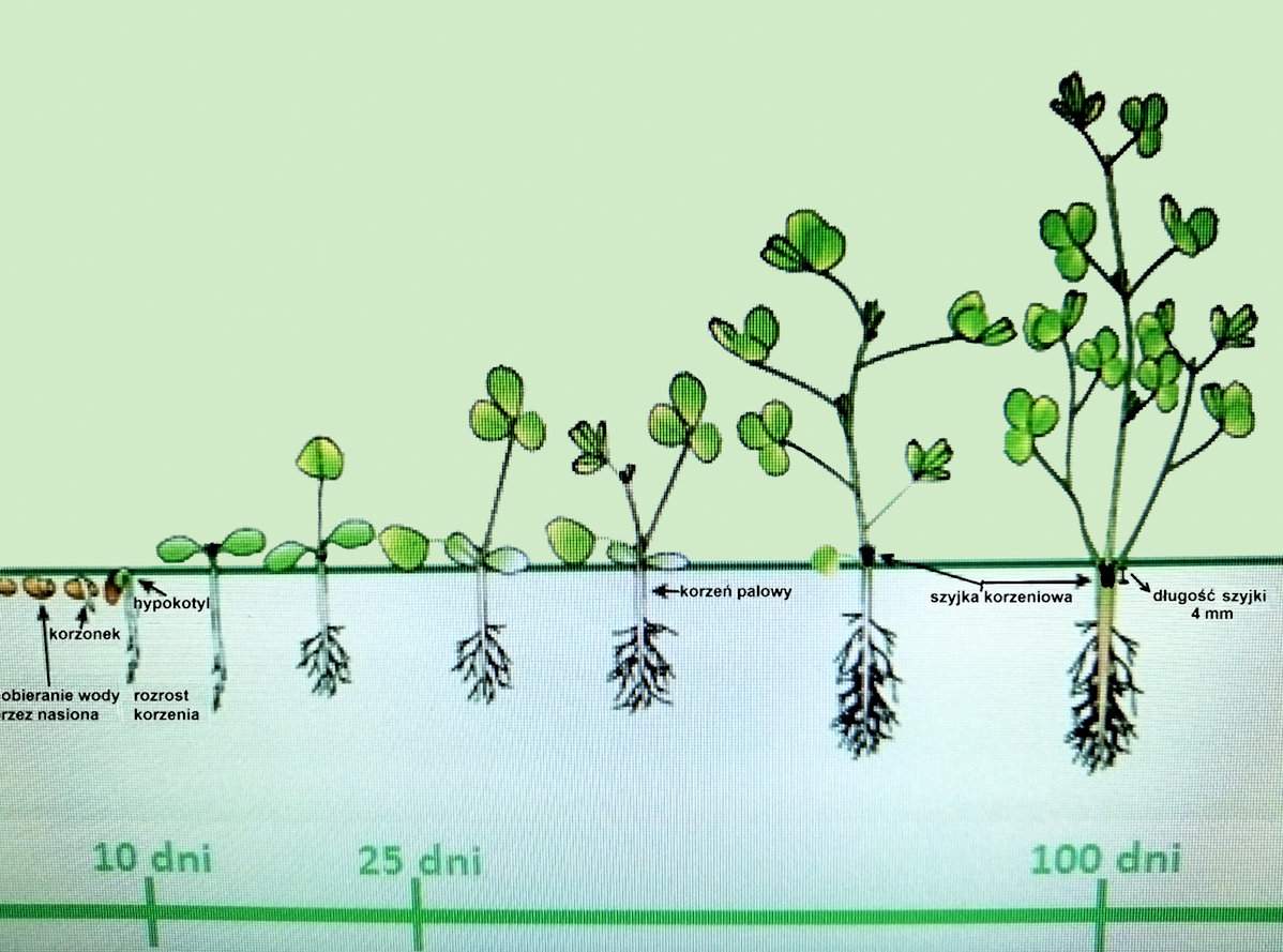 Wzrost i rozwój lucerny w ciągu pierwszych 100 dni po zasiewie