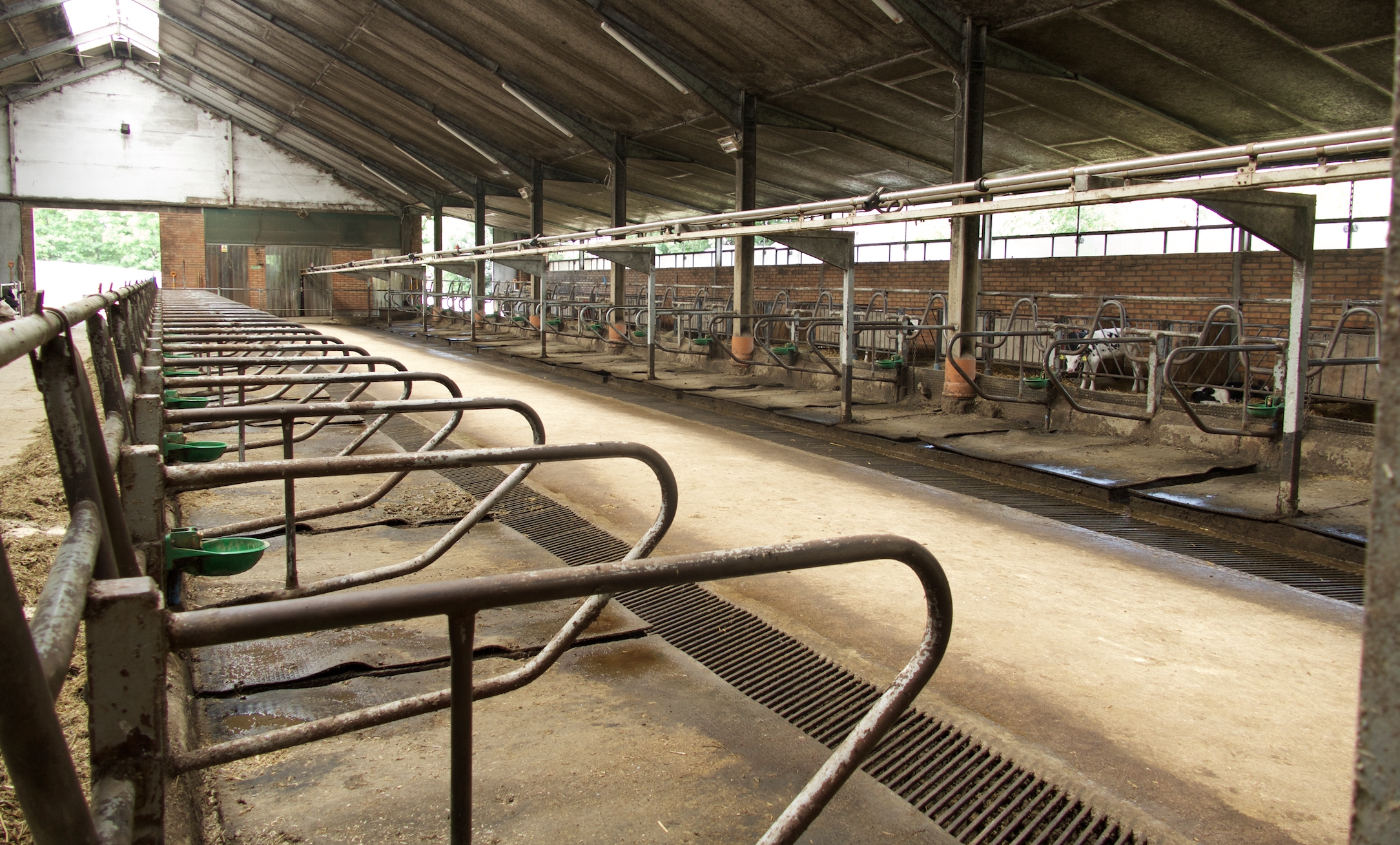 W części dla krów mlecznych znajduje się 60 stanowisk wyłożonych matami i zakończonych rusztami, które zaprojektowano w dwóch rzędach. Pomiędzy nimi znajduje się kanał gnojowy