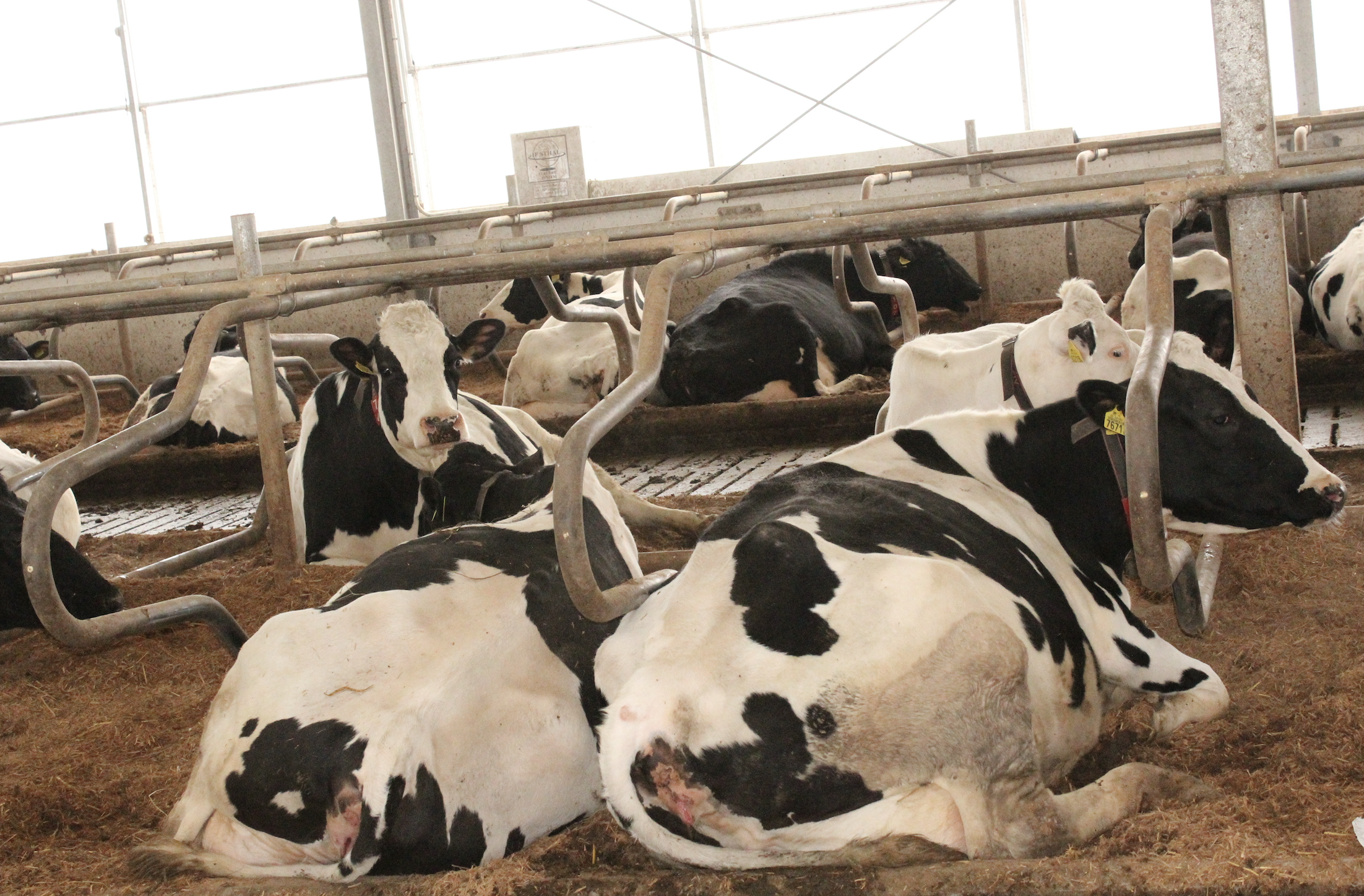– Materace słomiano-wapienne w legowiskach dla krów sprawdzają się dobrze – mówią hodowcy