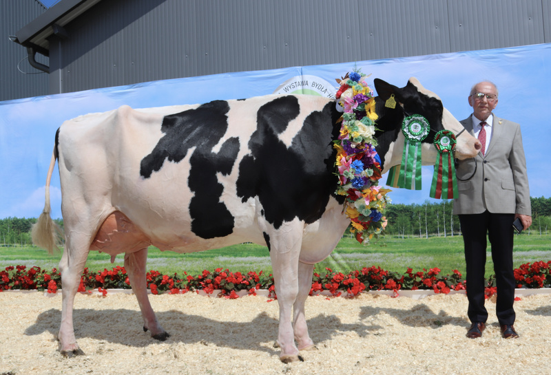 Najpiękniejsza krowa w kraju Gela 20 z prezesem SK Dobrzyniewo Felicjanem Pikulikiem