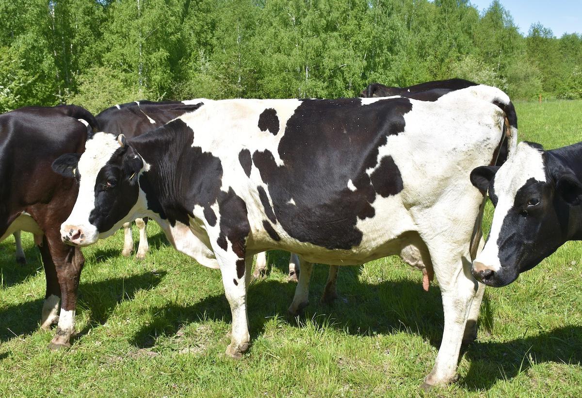 Najstarsza w stadzie 14-letnia krowa o imieniu Pączek jest w bardzo dobrej kondycji i wygląda na znacznie młodszą