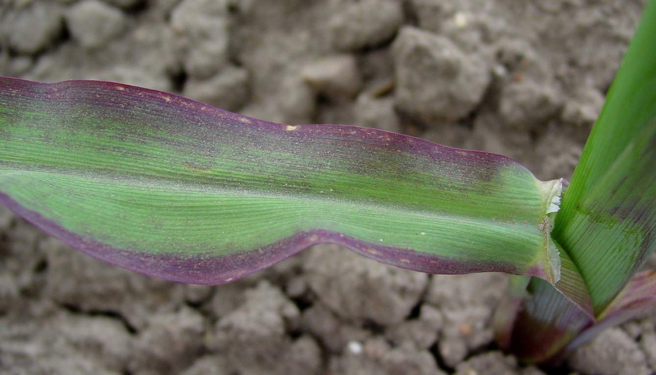 Niedobór fosforu powoduje: zamianę zabarwienia liści na ciemnozielone, matowozielone, fioletowe lub czerwone, które później brunatnieją i mogą opadać (objawy występują na starszych liściach, ponieważ przy głodzie fosforowym przemieszcza się on z nich do liści najmłodszych), wypadanie z łanu głównych pędów zbóż i rozwój licznych pędów bocznych bez kłosów, zahamowanie wzrostu korzeni, łodyg i liści, karłowacenie roślin i skracanie międzywęźli, słaby rozwój kwiatów i kłosów, gorsze wykształcenie i wypełnienie nasion i ziarniaków, spadek odporności roślin na mróz i choroby