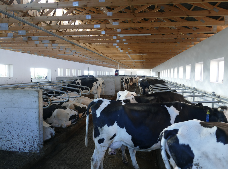 Od niespełna miesiąca krowy laktacyjne cieszyć się mogą ze swobody i komfortu, jaki zapewniono im w nowym obiekcie