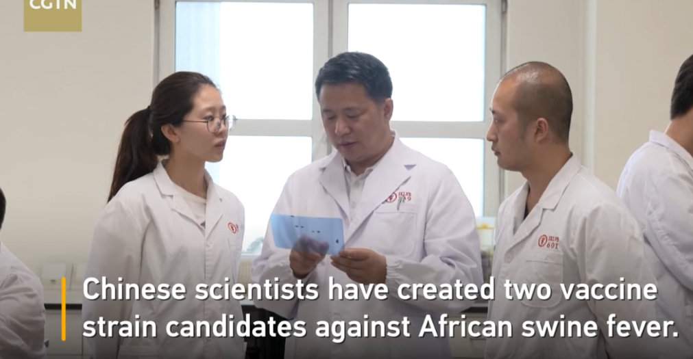Chińscy naukowcy z instytutu w Harbin prowadzą badania nad stworzeniem szczepionki przeciwko afrykańskiemu pomorowi świń