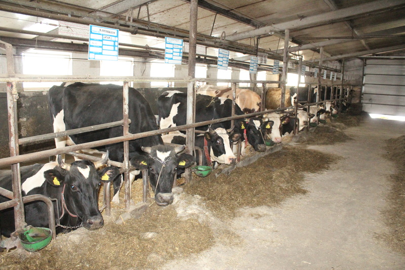 Nowa obora ma przede wszystkim umożliwić powiększenie stada krów mlecznych