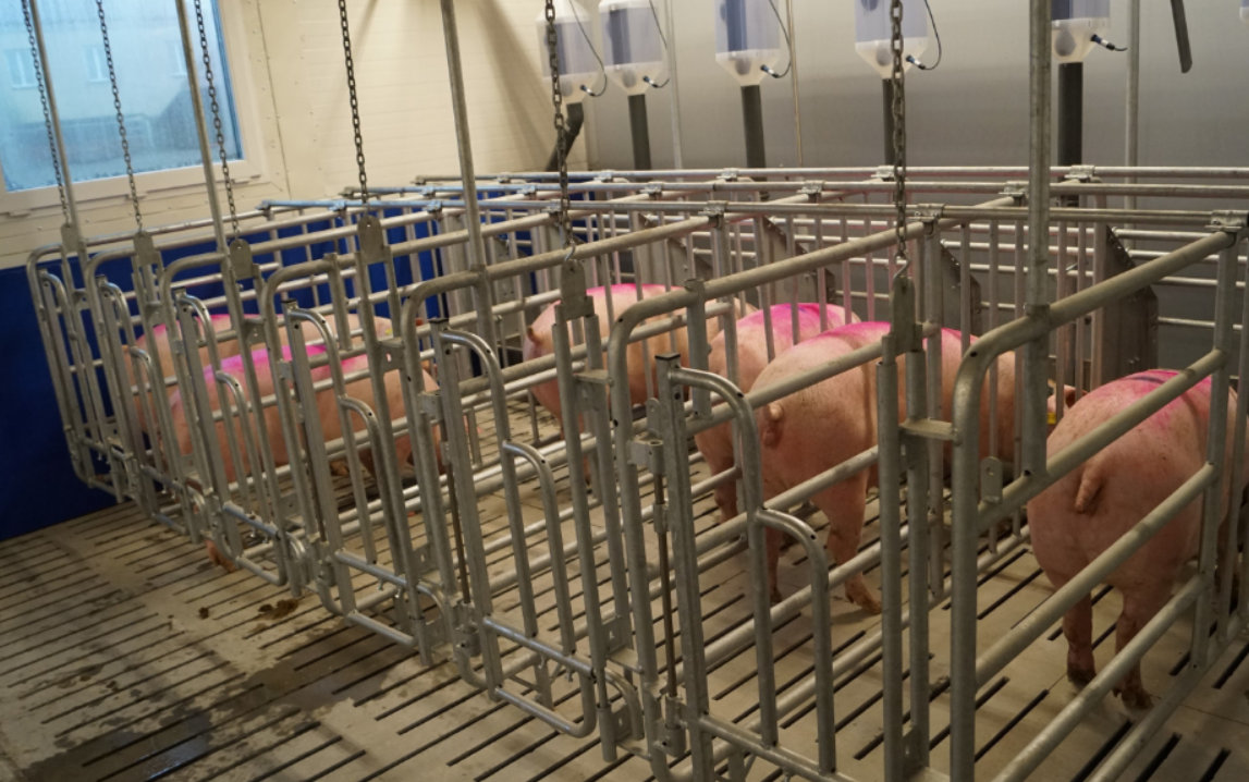 Chlewnia w szkole w Zduńskiej Dąbrowie została wyposażona w najnowocześniejsze systemy chowu świń, a loszki i program hodowlany dostarczyła firma Choice Genetics