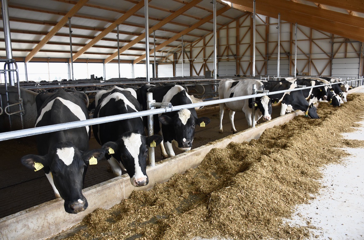 Dawka TMR jest ustawiona na poziom 31 l mleka produkcji dziennej, pozostałą paszę treściwą krowy dostają jako premię za wydajność na robocie udojowym