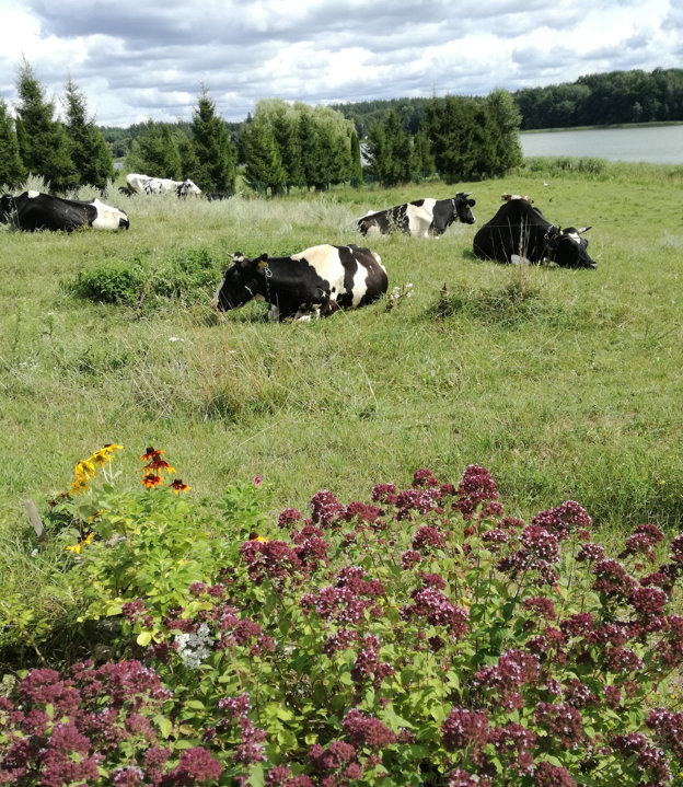 Ogród usytuowany jest tuż przy jeziorze. Malowniczego widoku dopełniają pasące się krowy gospodarzy