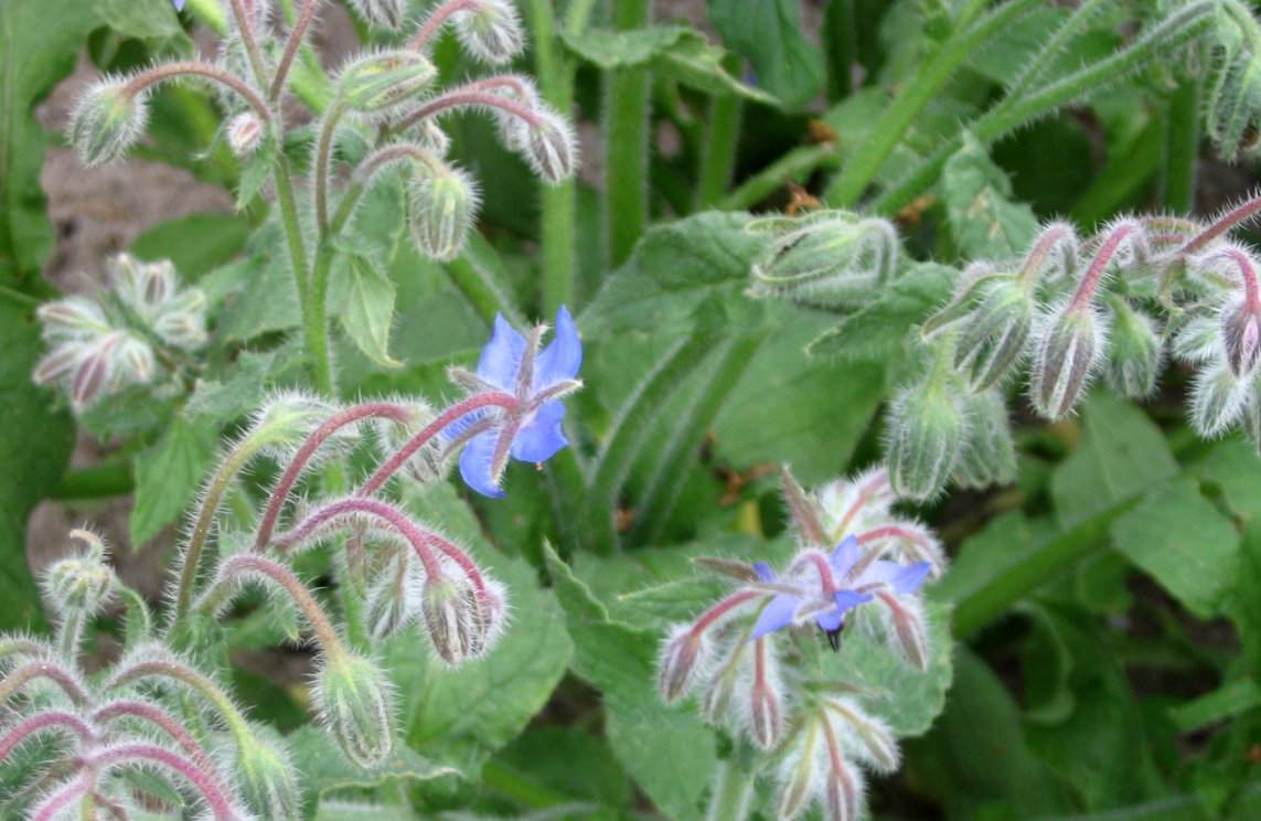 Niebieskie gwiazdkowe kwiaty ogórecznika są jadalne, doskonałe do dekoracji surówek i innych potraw. A zamrożone w kostce lodu – jako dodatek do koktajl