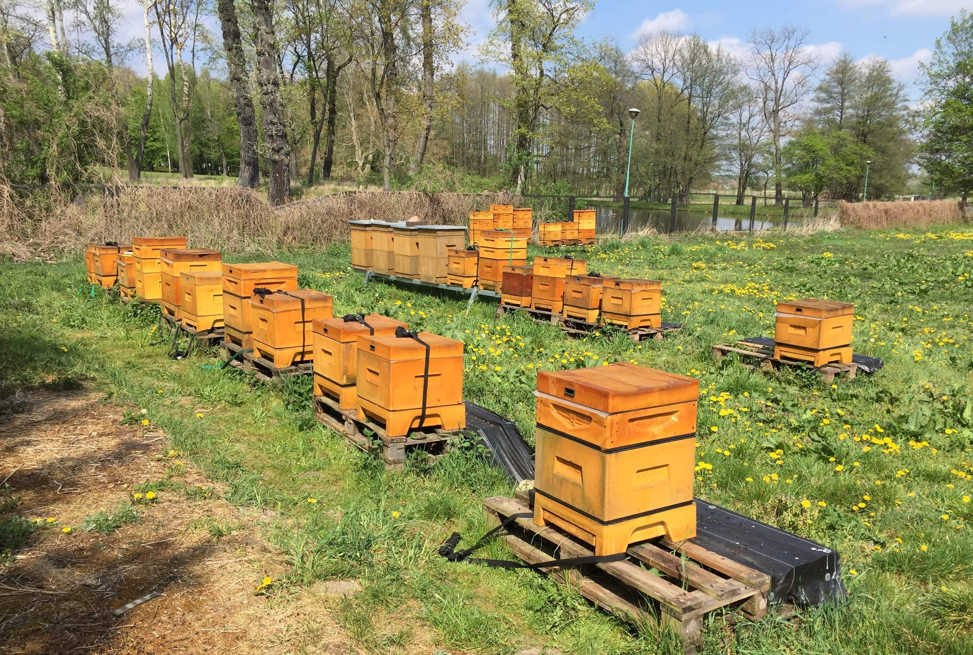 Ogromna tragedia w Mszczonowie – zginęło 2 mln pszczół