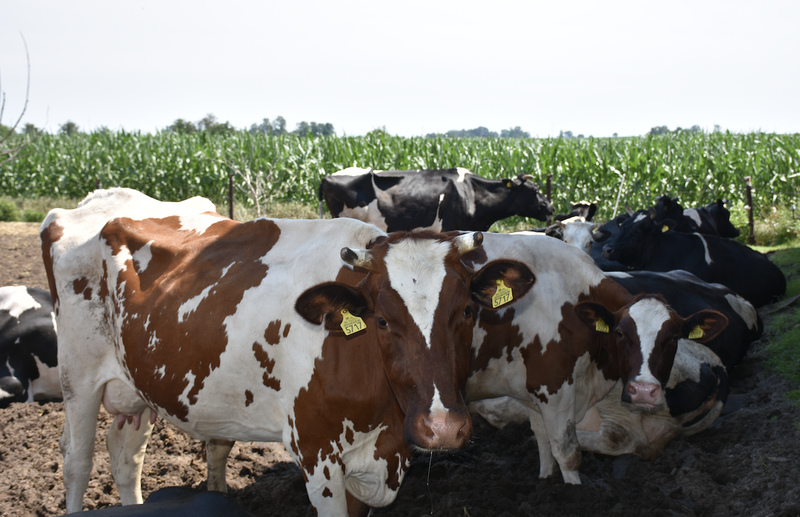 W stadzie przeważają krowy rasy hf odmiany czarno-białej, ale jest też kilka czerwono-białych