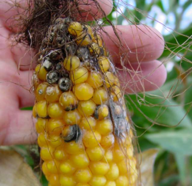 Zwlekanie ze zbiorem kukurydzy ziarnowej i przekraczanie terminu 15 listopada zwiększa ryzyko rozwoju fuzariozy kolb i zagrożenie mikotoksynami
