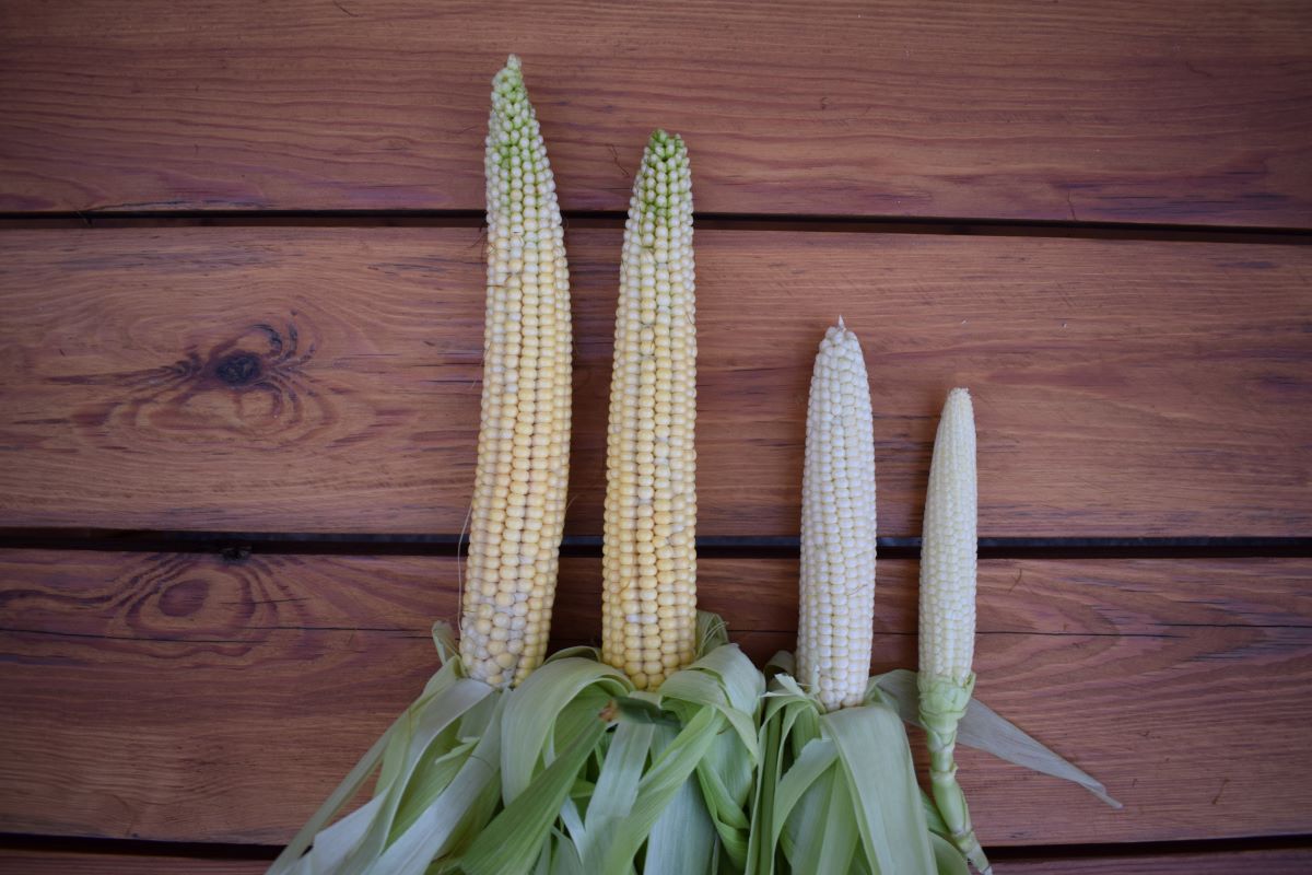 Po lewej stronie dwie kolby kukurydzy odmiany SY Calo sianej pod folią, obok dwie kolby tej samej odmiany z siewu tradycyjnego, takie różnice odnotowano 10 sierpnia 2022 r.