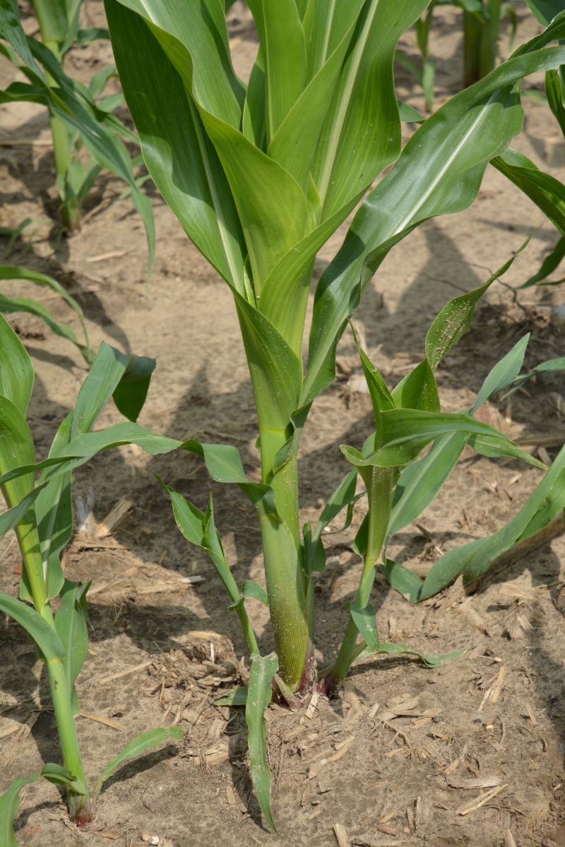 Larwy ploniarki żerując w roślinie kukurydzy stopniowo przesuwają się ku górze docierając do stożka wzrostu. Jego wygryzienie lub podcięcie skutkuje cebulowatym grubieniem szyjki korzeniowej i wybijaniem kilku pędów bocznych. Krzewienie wywołane uszkodzeniami zużywa energię kukurydzy i znacznie zmniejsza potencjał jej plonowania