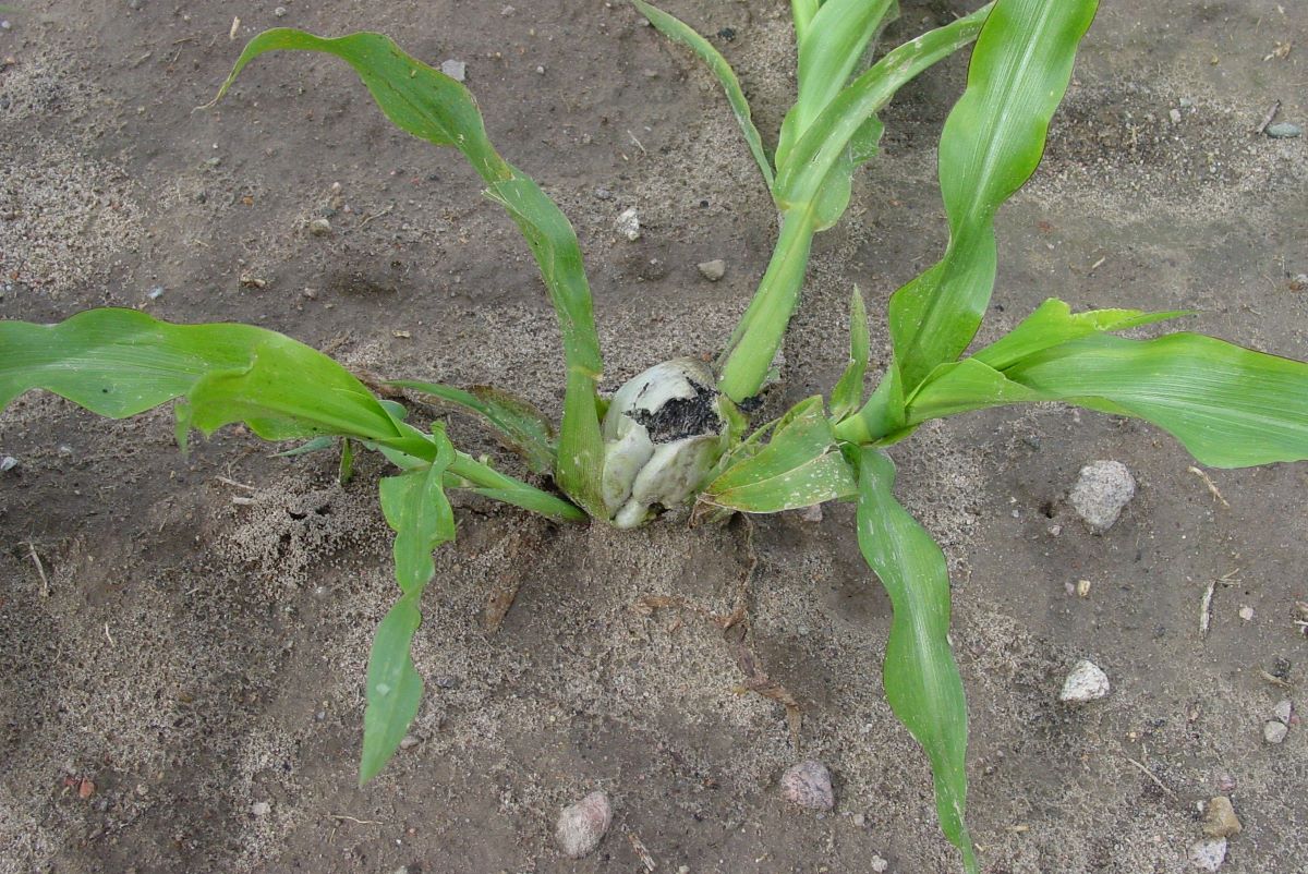 Uszkodzenia kukurydzy przez ploniarkę sprzyjają atakowi pierwszej generacji głowni guzowatej, która występuje w fazie od czwartego do siódmego liścia kukurydzy. Druga generacja głowni pojawia się w czasie kwitnienia oraz wypełniania ziarniaków, a trzecia w fazie dojrzałości mlecznej ziarniaków​