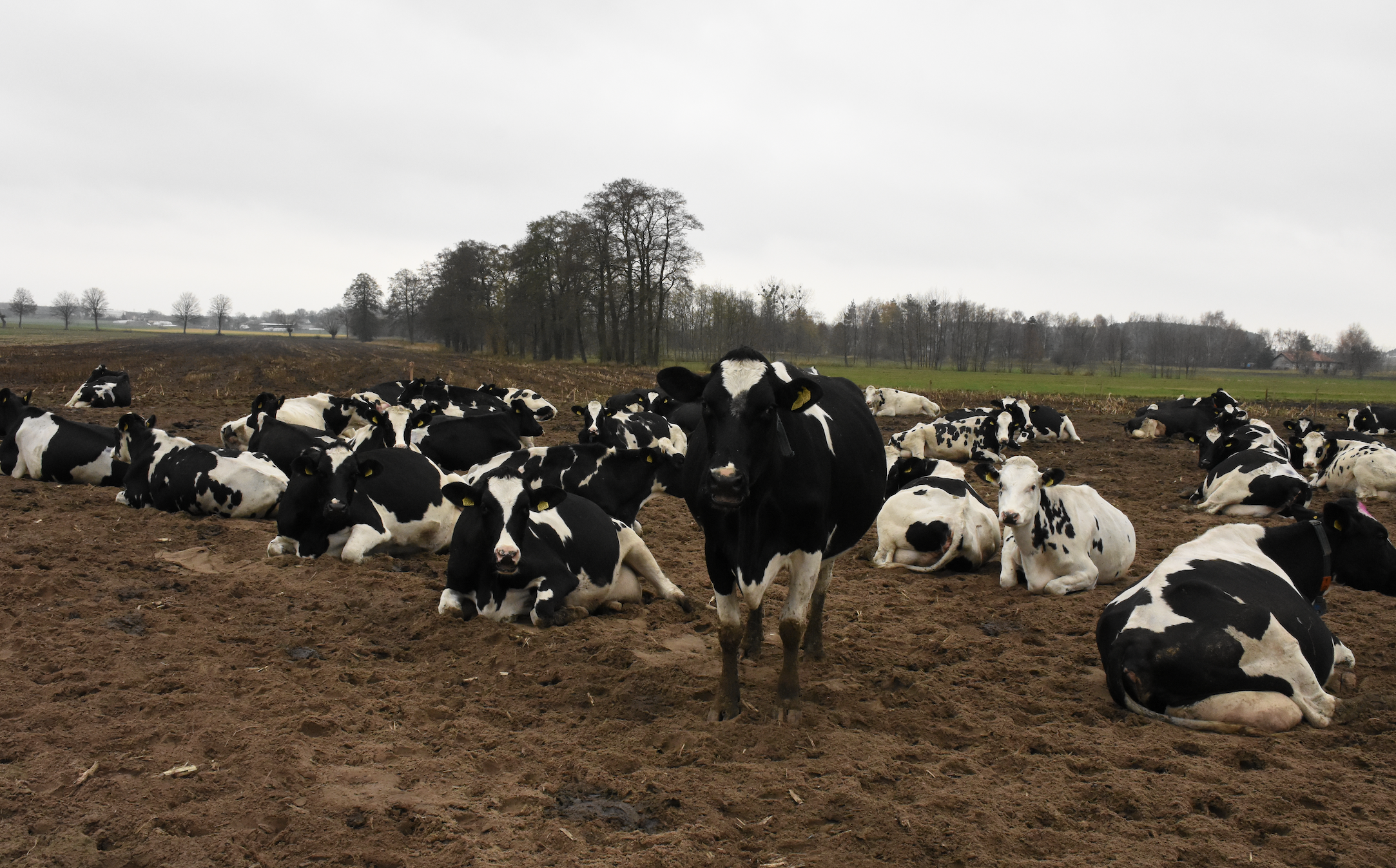 W gospodarstwie w Jeżewicach krowy przebywają w oborze wolnostanowiskowej. Są też wyprowadzane na wybieg oraz pastwiska