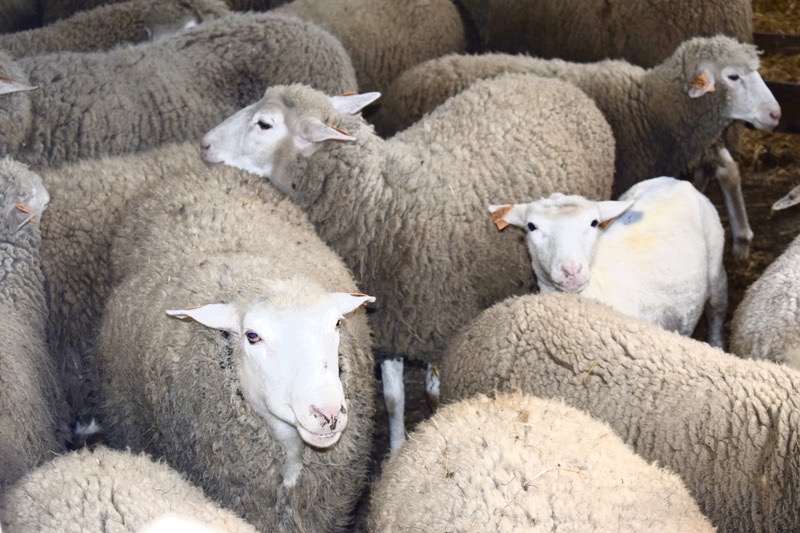W gospodarstwie hodowane są dwie rasy zachowawcze: białogłowa owca mięsna i kamieniecka