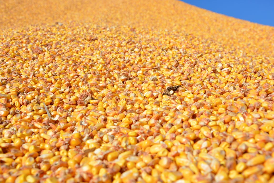 Kukurydza na ziarno jest uprawiana  w gospodarstwie na ok. 170 ha