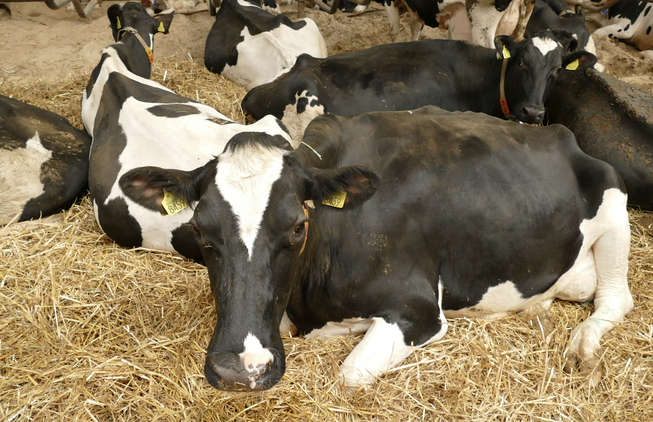 Krowy zasuszone i we wczesnej laktacji żywione dawką opartą na kiszonce z kukurydzy mogą tylko skorzystać na większej suplementacji witaminy E i beta-karotenu