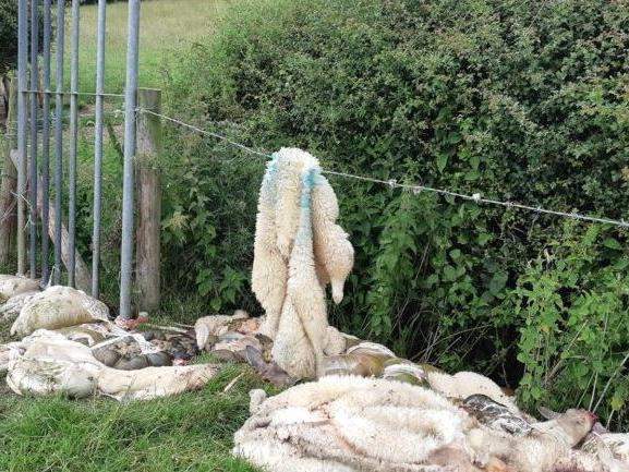 Przestępcy na miejscu ubijali owce i na łące porzucali pozostawiając skóry, głowy i wnętrzności zwierząt 