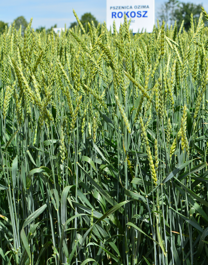 Rokosz – jedna z pięciu odmian pszenicy ozimej orkisz wpisanych do Krajowego rejestru