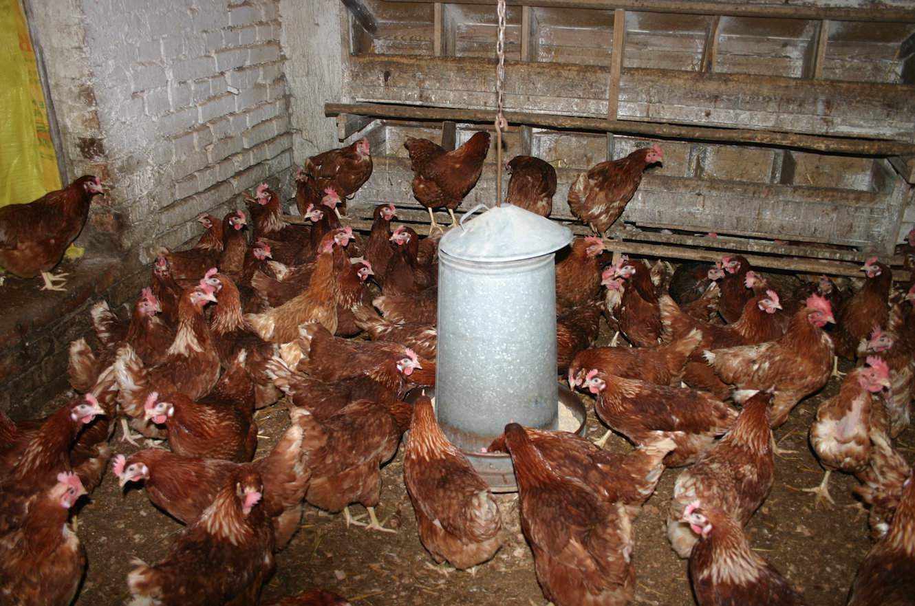 W momencie pojawienia się grypy ptaków zasady bioasekuracji obowiązują w całym kraju. Zaleca się też pozostawienie drobiu w zamknięciu