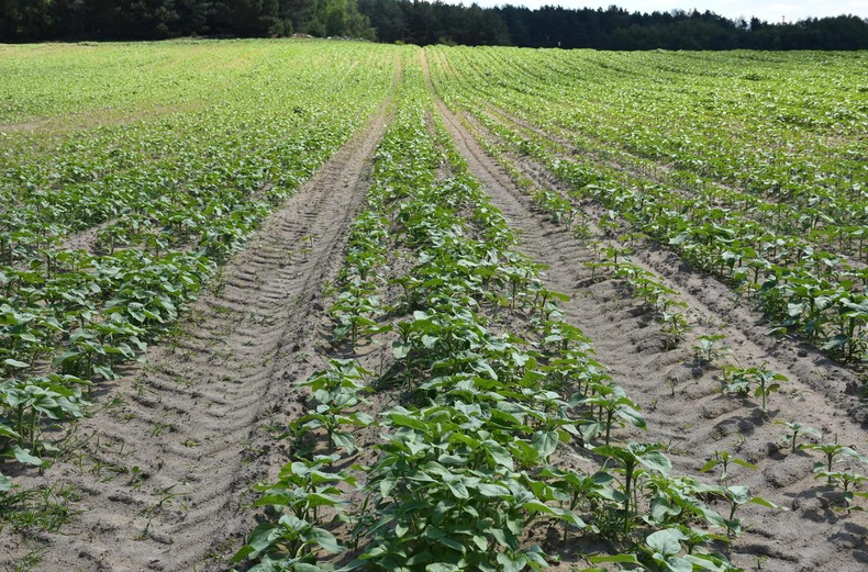Regulacja szerokości rzędów w siewniku pozwoliła na założenie ścieżek technologicznych bez zmniejszania ilości wysianych nasion