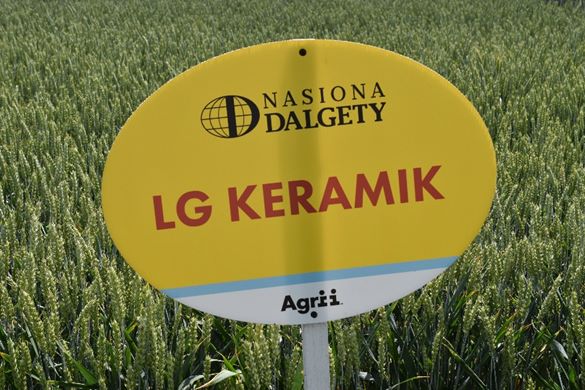 Na spotkaniu AgriiDemo w gospodarstwie Piotra Kaniewskiego najwyżej z palety prezentowanych odmian pszenicy ozimej plonowała LG Keramik. Jej tegoroczny wynik to 12,6 t/ha