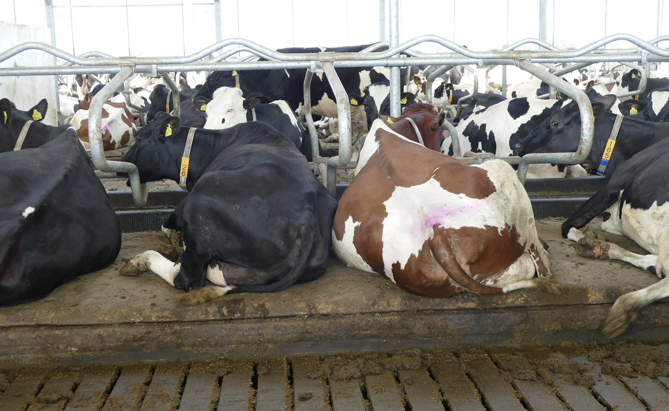 Krowy odpoczywają tutaj na wygodnych legowiskach wyłożonych materacami kanadyjskiej firmy Promat, o grubości 8 cm