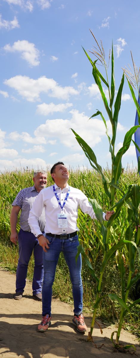 Ziarnową odmianę Grigri CS o FAO 250 gospodarze za namową doradcy Chemirolu uprawiają po raz pierwszy i nie zawiodą się. To nowy mieszaniec zarejestrowany w 2020 r., który w doświadczeniach rejestrowych plonował na poziomie 103% wzorca. Na zdjęciu dr Marek Reich, manager ds. rozwoju nowych produktów w firmie Chemirol i co najmniej 3,5-metrowa kukurydza z plantacji Korzanowskich