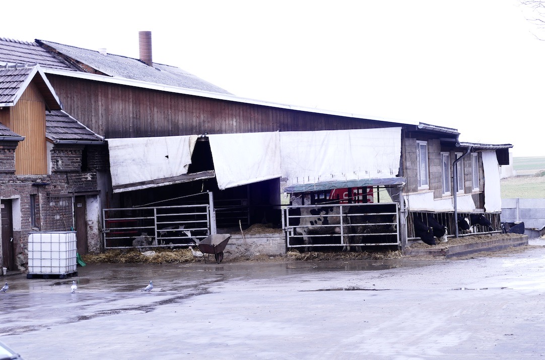 W dobudowanej do obory, zadaszonej wiacie krowy odpoczywają na ściółce, która wymieniana jest co około 10 dni