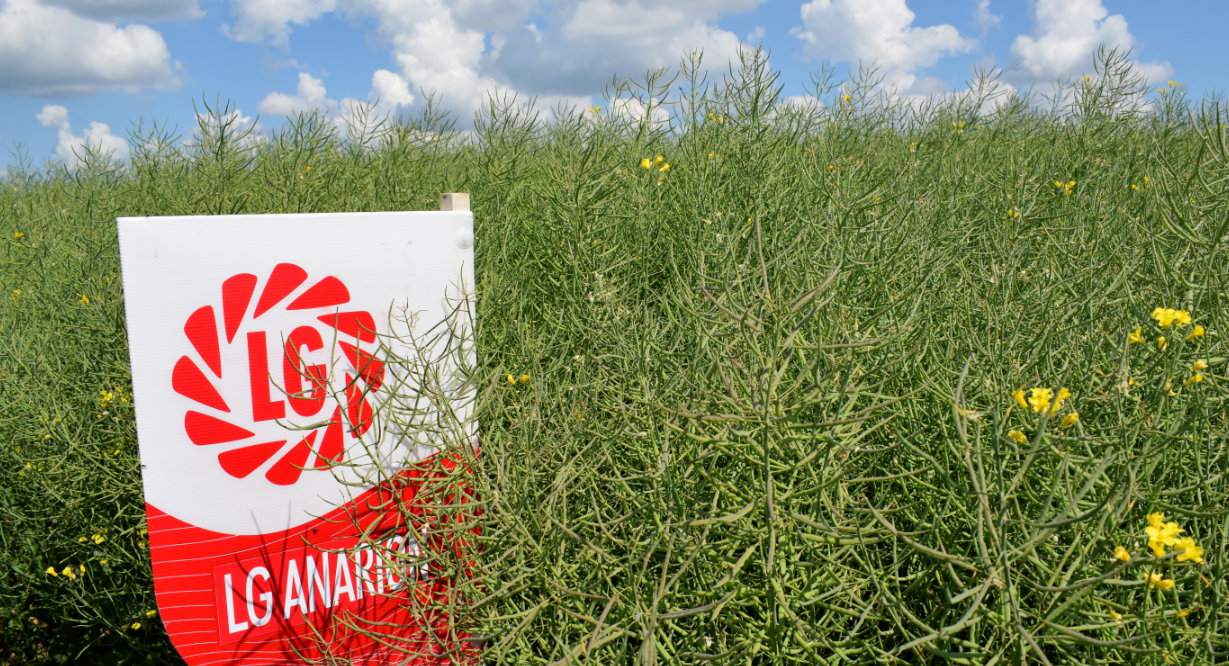 Gospodarstwo w Drogoszach testuje trzy mieszańcowe odmiany rzepaku charakteryzujące się większą odpornością na kiłę kapustnych, firmy nasienno-hodowlanej Limagrain