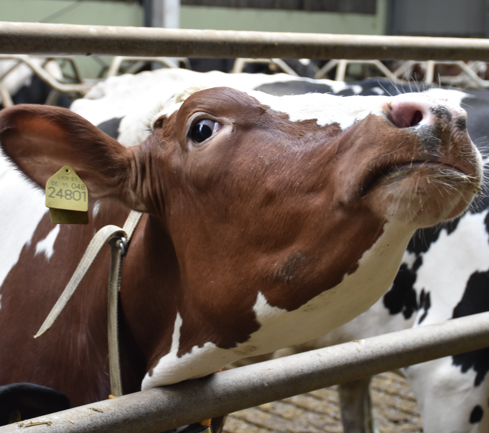 Zalecany udział suszonego wywaru kukurydzianego DDGS w mieszance treściwej dla krów mlecznych nie powinien przekraczać 25%