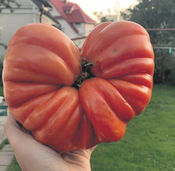 Jak wyhodować niezwykłego pomidora w kształcie serca? 