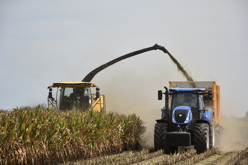 Sieczkarnia FR650 pozwala na ścięcie 3,5 - 4 ha kukurydzy na godzinę.