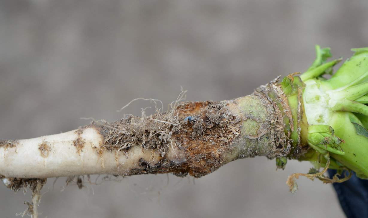 Uszkodzeń powodowanych przez larwy śmietki jesiennego 3 i 4 pokolenia szukamy na szyjce korzeniowej i korzeniu. Zewnętrznym symptomem uszkodzeń obserwowanych wiosną są brązowe przebarwienia i miejsca nadgniłe tych organów
