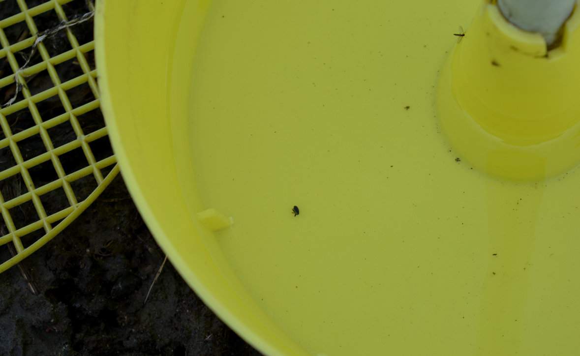 Naloty muchówek śmietki śledzimy za pomocą niezawodnych żółtych naczyń lub z wykorzystaniem pułapek feromonowych